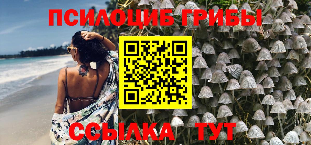 Псилоцибиновые грибы Psilocybe Гурьевск